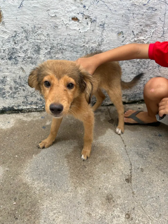 Cachorro ra a Vira lara  idade 7 a 11 meses nome Doação de cães 