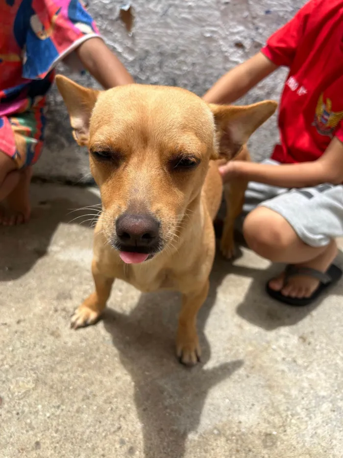 Cachorro ra a Vira lara  idade 7 a 11 meses nome Doação de cães 