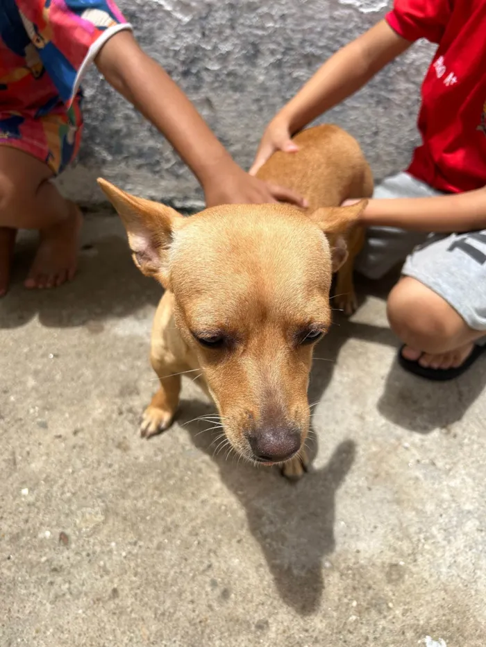 Cachorro ra a Vira lara  idade 7 a 11 meses nome Doação de cães 