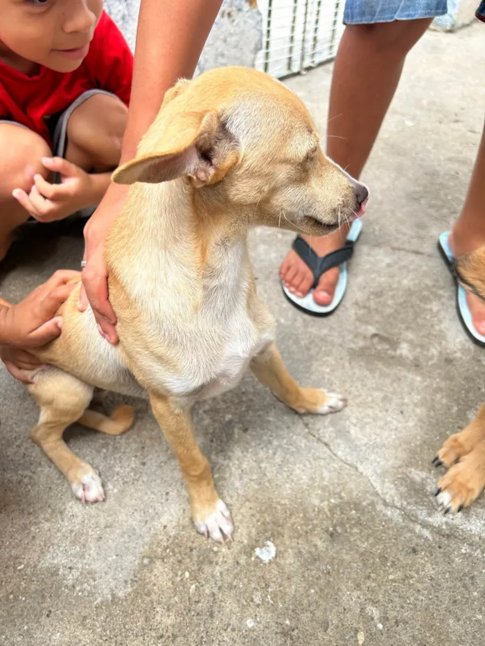 Cachorro ra a Vira lara  idade 7 a 11 meses nome Doação de cães 