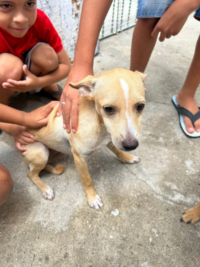 Cachorro ra a Vira lara  idade 7 a 11 meses nome Doação de cães 