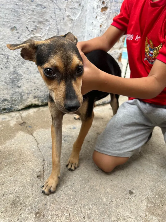 Cachorro ra a Vira lara  idade 7 a 11 meses nome Doação de cães 