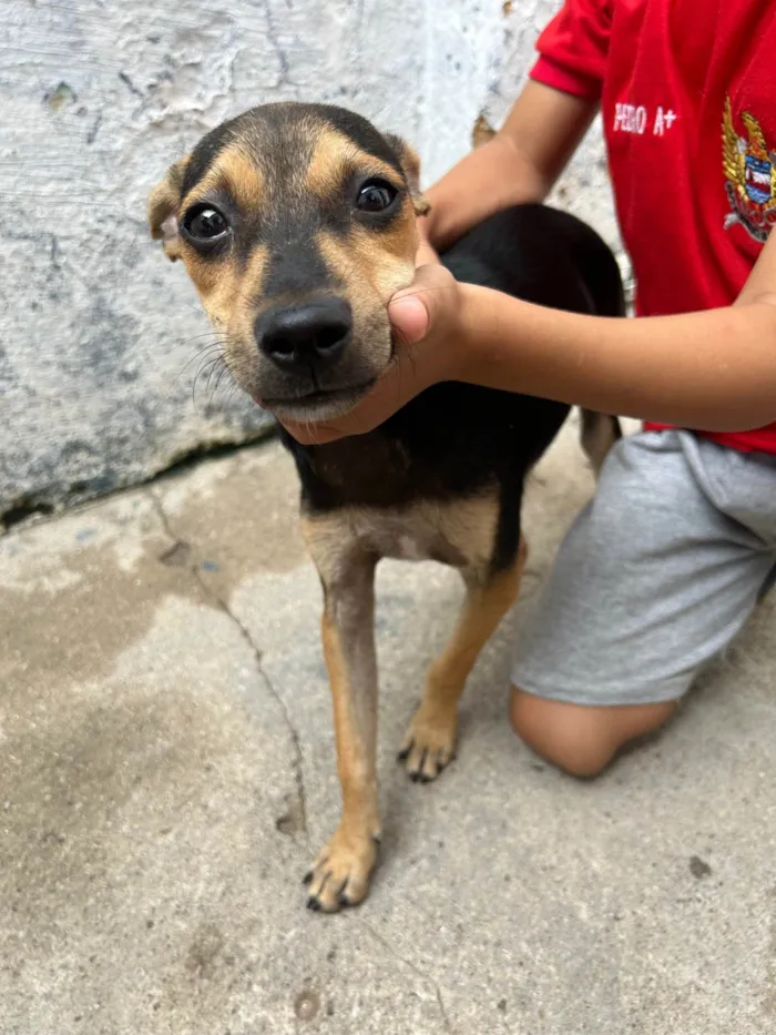 Cachorro ra a Vira lara  idade 7 a 11 meses nome Doação de cães 