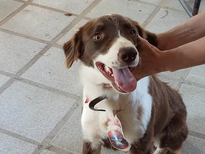 Cachorro ra a Border Collie  idade 1 ano nome Toddy