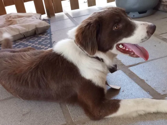 Cachorro ra a Border Collie  idade 1 ano nome Toddy