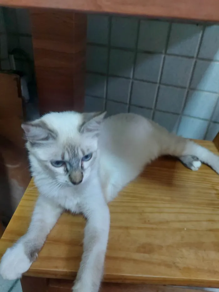 Gato raça NAO DEFINIDA idade 2 a 6 meses nome Wandinha