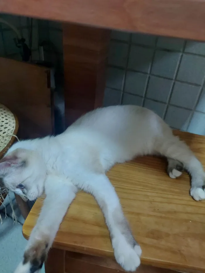 Gato raça NAO DEFINIDA idade 2 a 6 meses nome Wandinha
