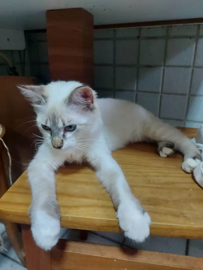 Gato raça NAO DEFINIDA idade 2 a 6 meses nome Wandinha