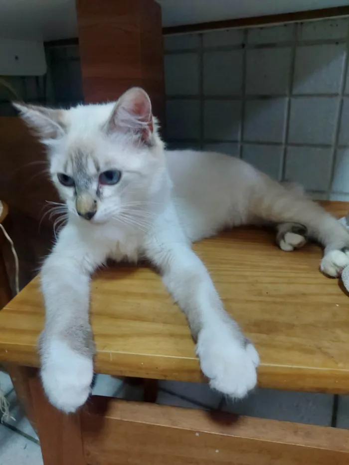 Gato raça NAO DEFINIDA idade 2 a 6 meses nome Wandinha
