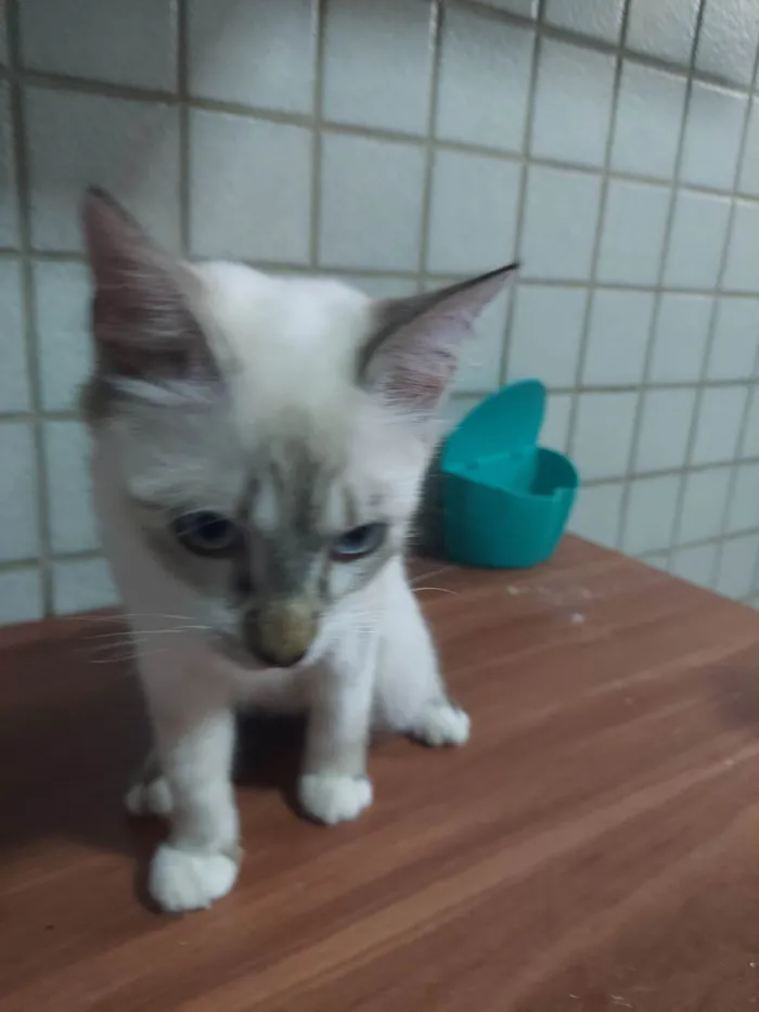 Gato raça NAO DEFINIDA idade 2 a 6 meses nome Wandinha