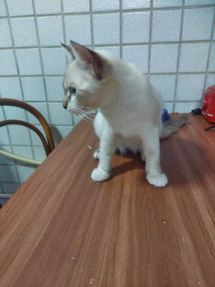 Gato raça NAO DEFINIDA idade 2 a 6 meses nome Wandinha