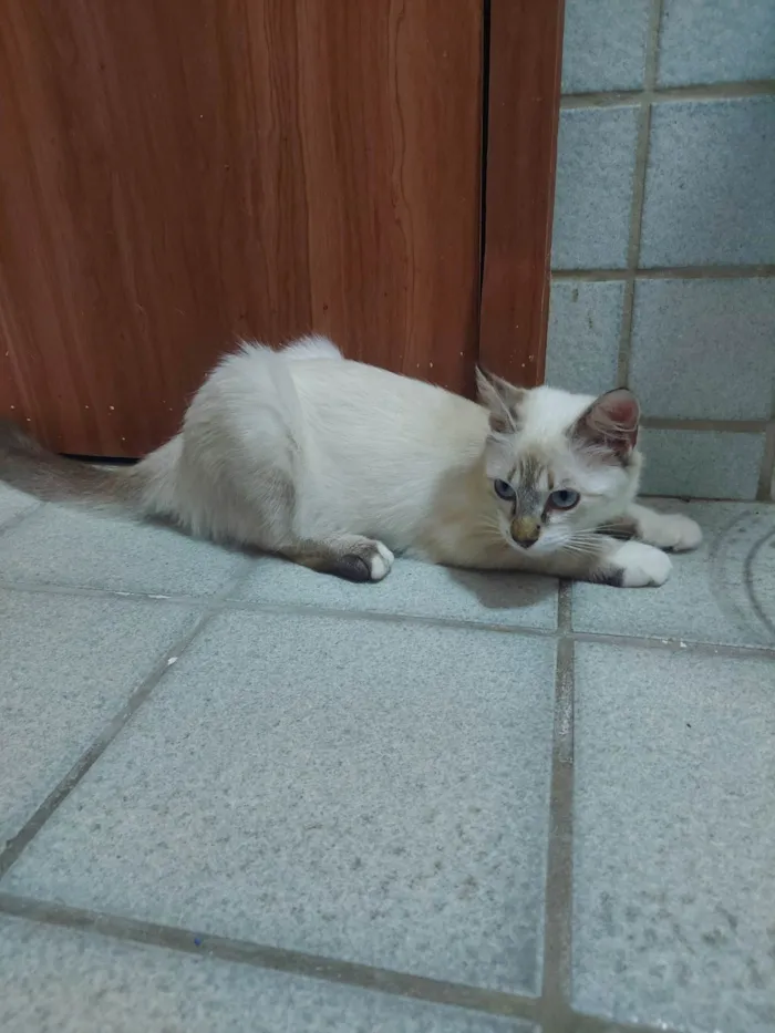 Gato raça NAO DEFINIDA idade 2 a 6 meses nome Wandinha