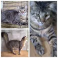 Mestico de Bengal p/ adoção. Castrado. ADOTADOOOOOO 
