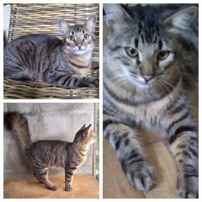 Gato ra a SRD-ViraLata idade 2 a 6 meses nome Mestico de Bengal p/ adoção. Castrado. ADOTADOOOOOO 