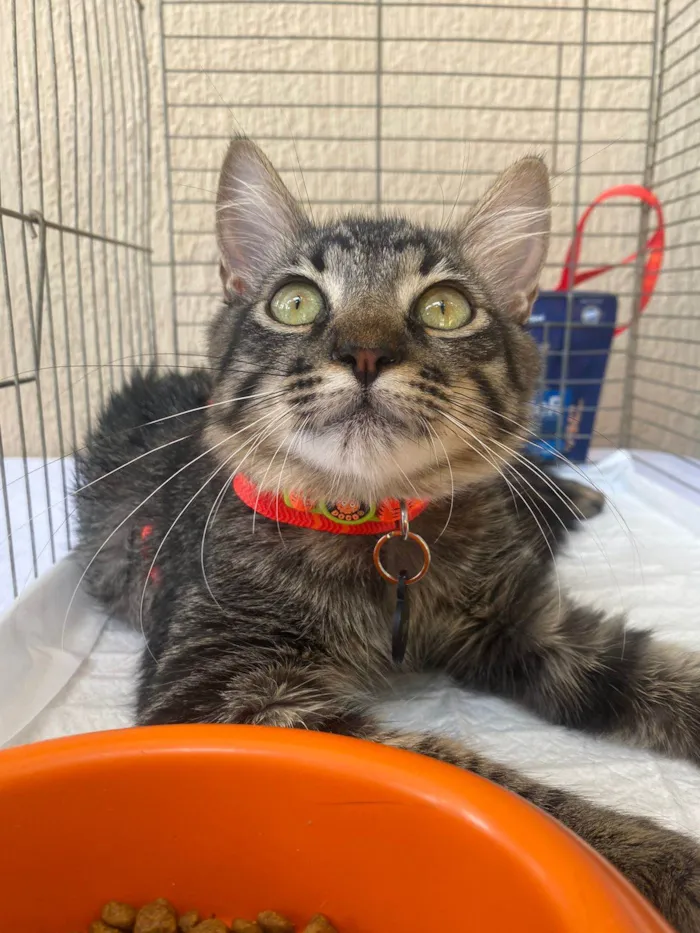 Gato ra a SRD-ViraLata idade 2 a 6 meses nome Joe