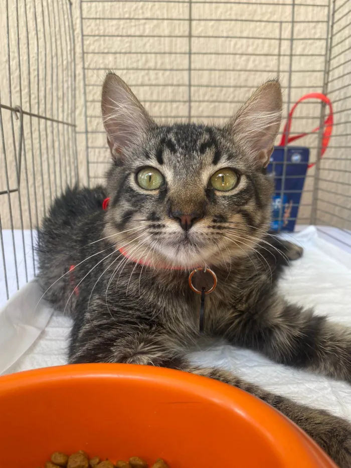 Gato ra a SRD-ViraLata idade 2 a 6 meses nome Joe