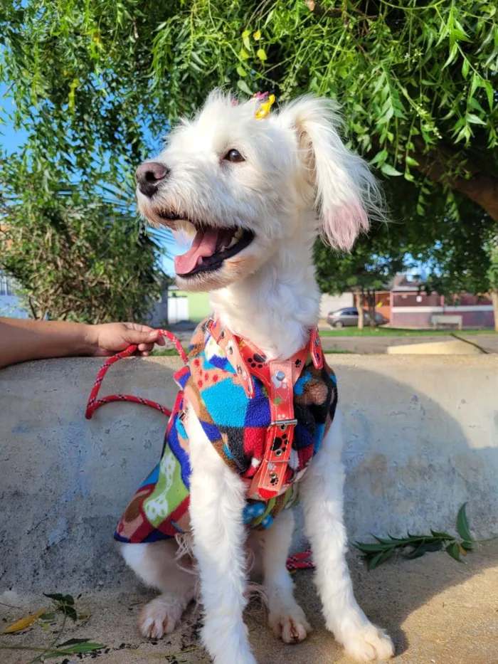 Cachorro ra a Mestiça/SRD idade 2 anos nome XUXA 