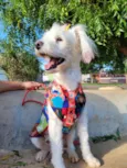 XUXA