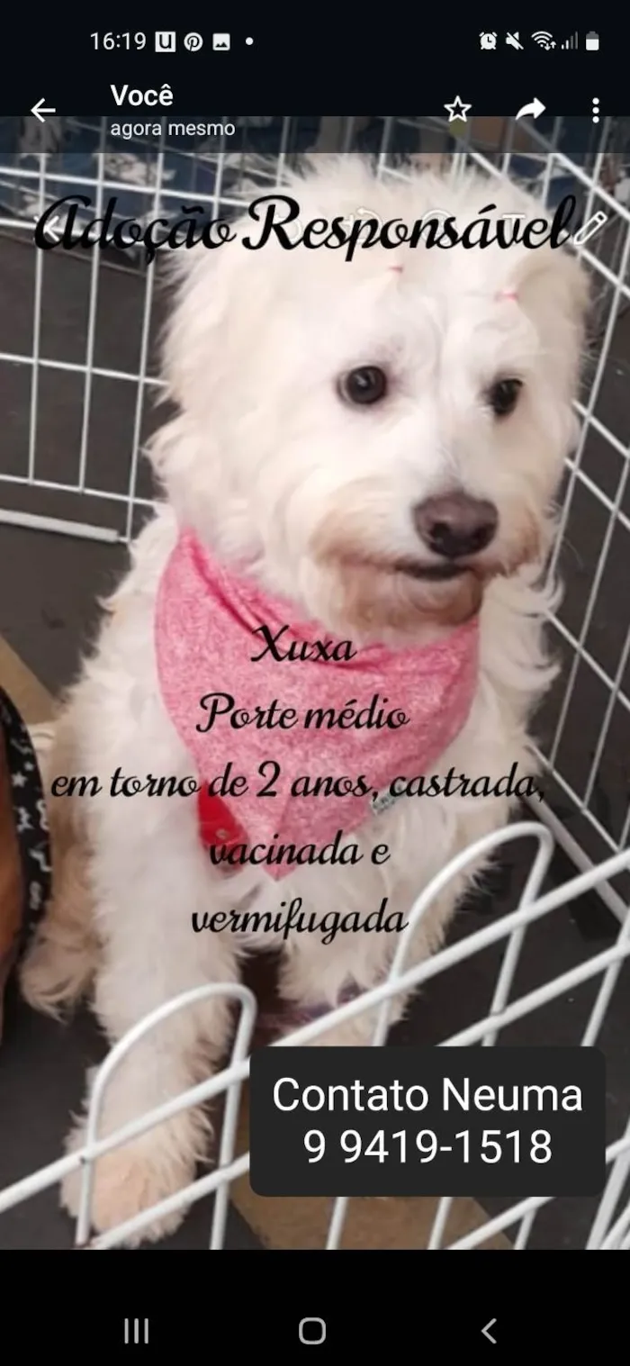 Cachorro ra a Mestiça/SRD idade 2 anos nome XUXA 