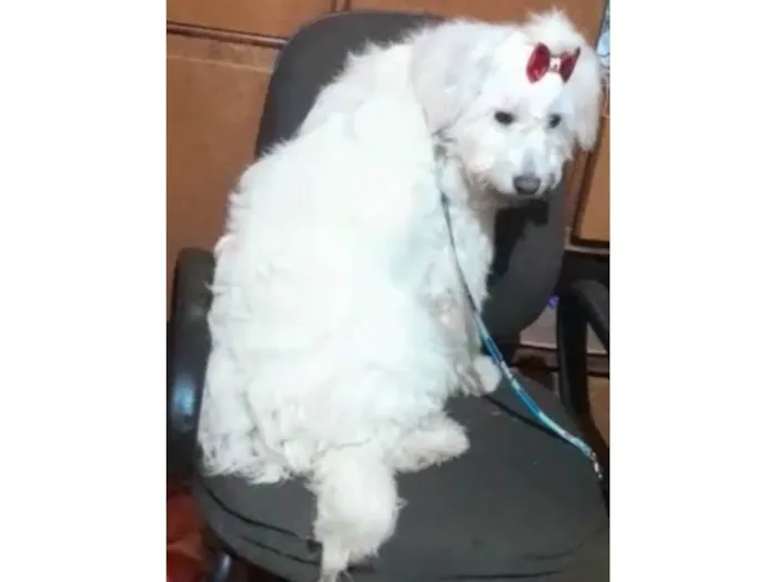 Cachorro ra a Mestiça/SRD idade 2 anos nome XUXA 