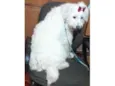 XUXA