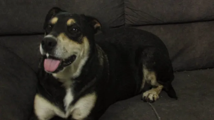 Cachorro ra a SRD-ViraLata idade 2 anos nome Charlotte