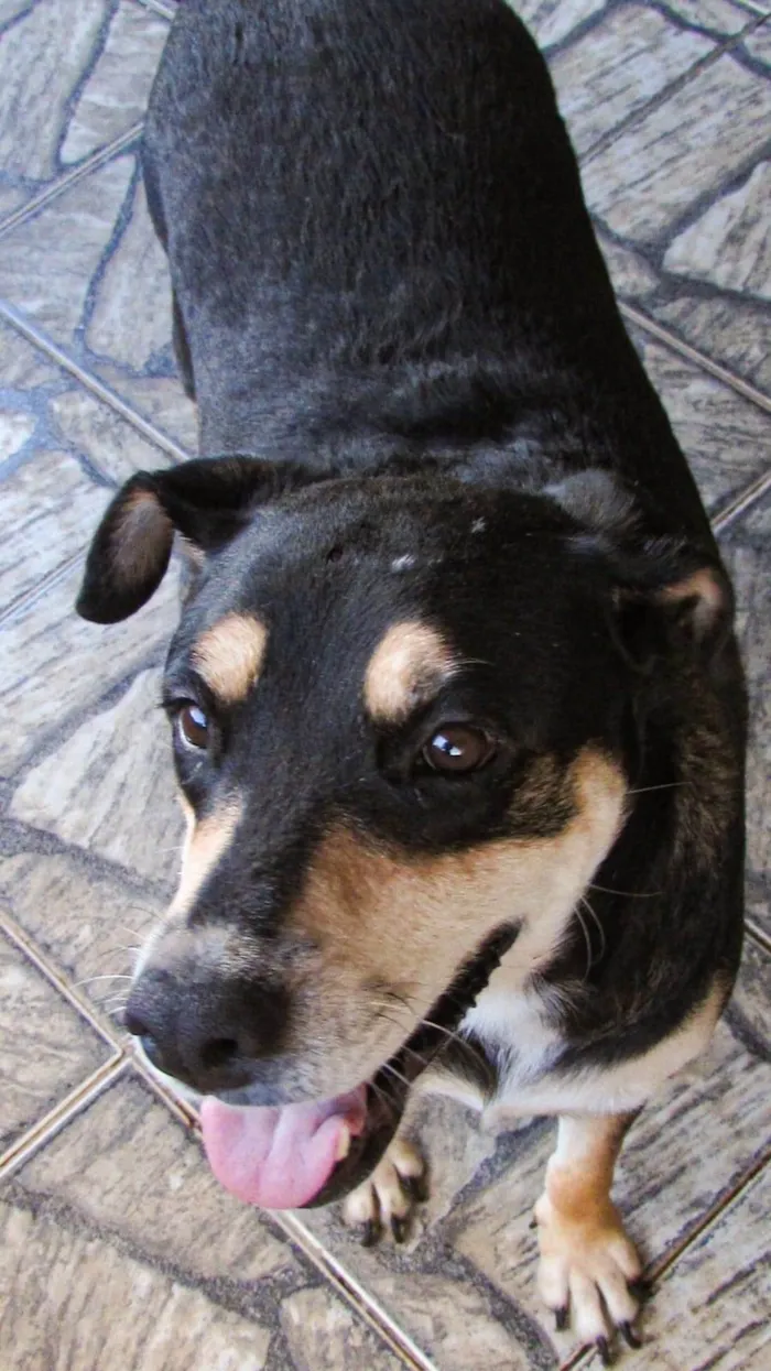 Cachorro ra a SRD-ViraLata idade 2 anos nome Charlotte