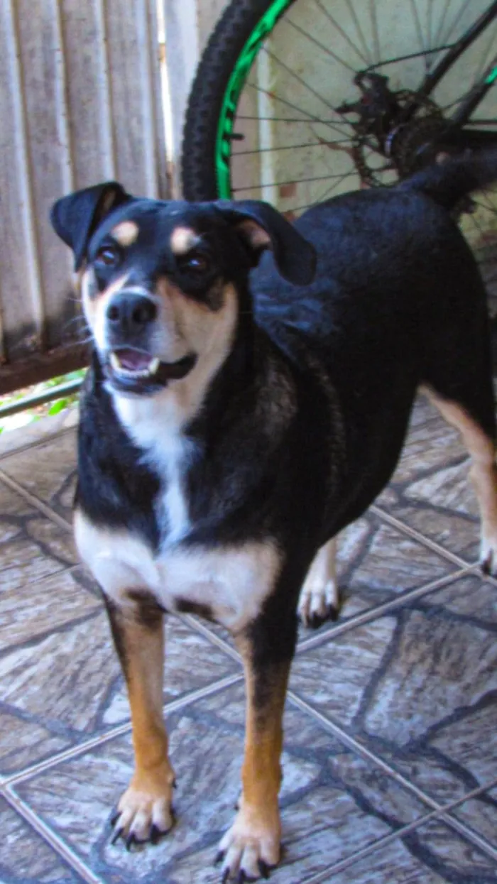 Cachorro ra a SRD-ViraLata idade 2 anos nome Charlotte