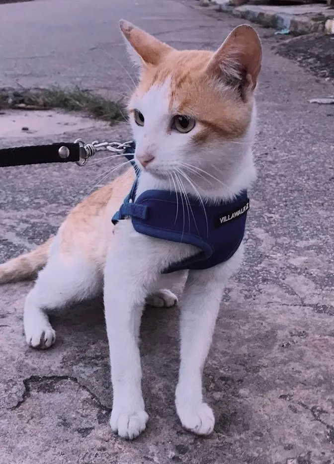 Gato ra a SRD-ViraLata idade 1 ano nome O sol