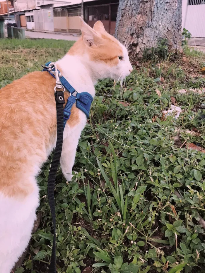 Gato ra a SRD-ViraLata idade 1 ano nome O sol