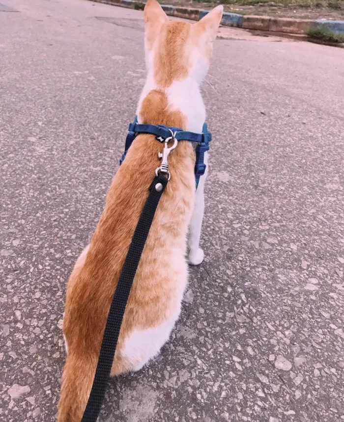 Gato ra a SRD-ViraLata idade 1 ano nome O sol