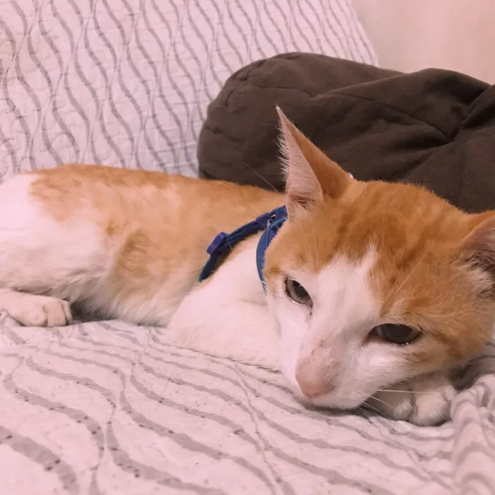 Gato ra a SRD-ViraLata idade 1 ano nome O sol