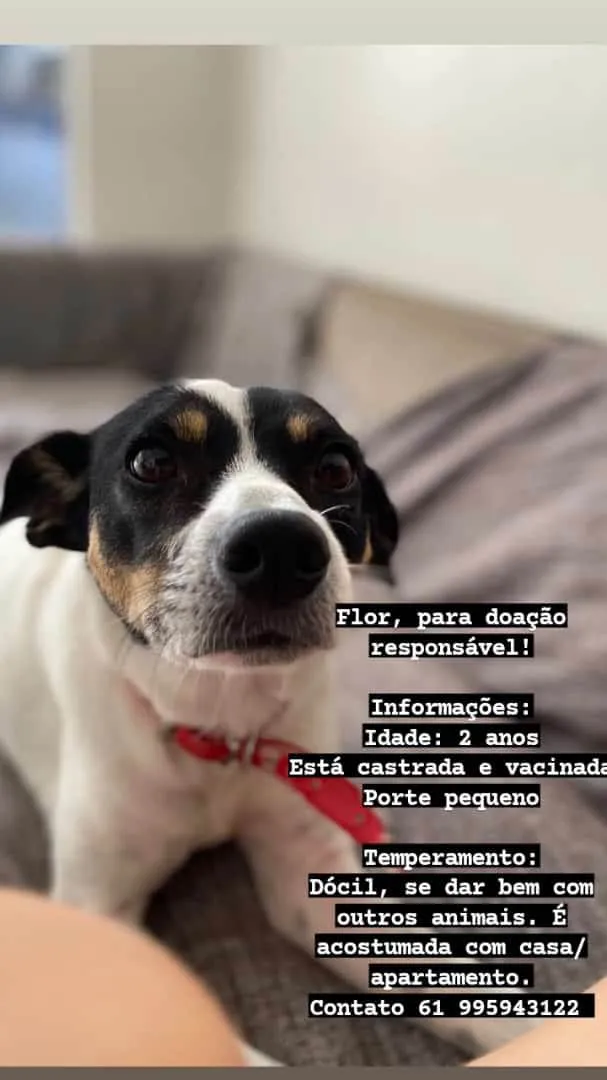 Cachorro ra a SRD-ViraLata idade 2 anos nome Flor