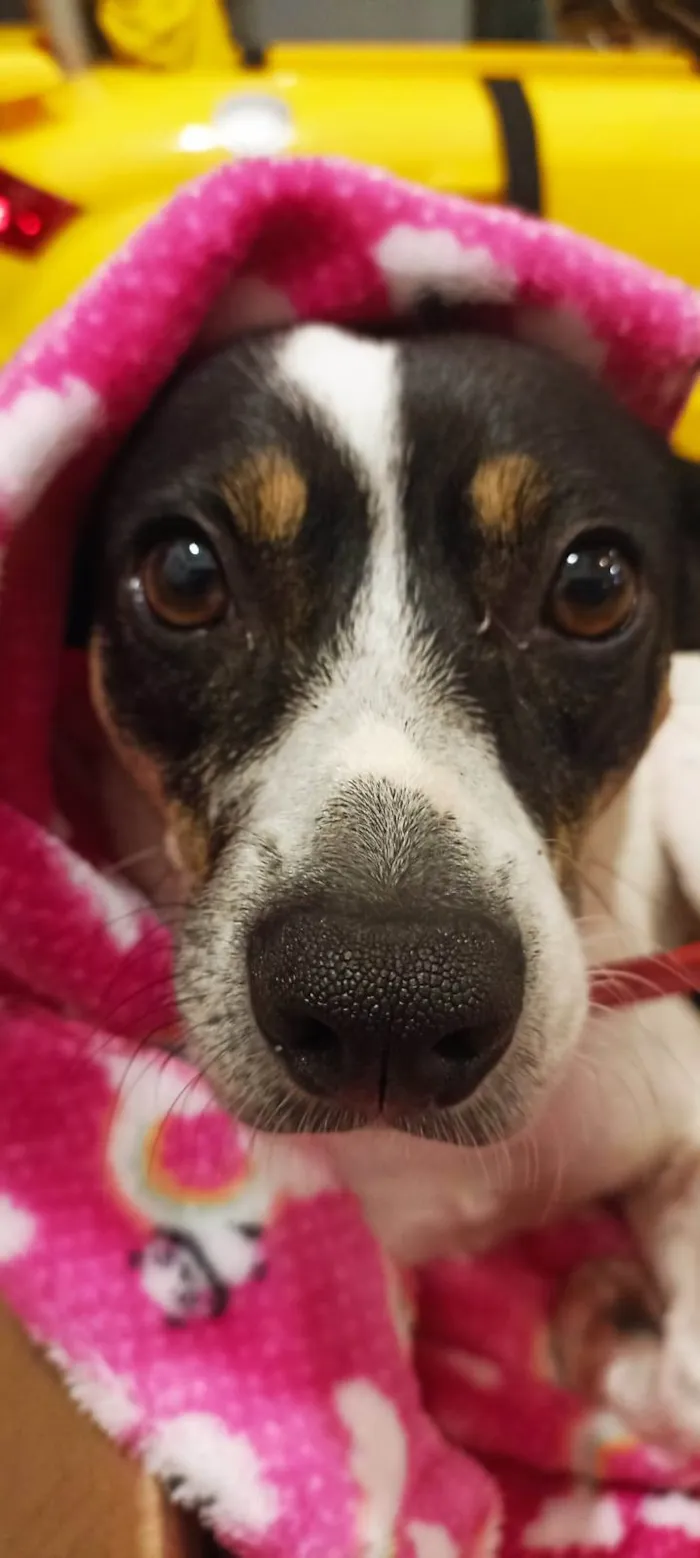 Cachorro ra a SRD-ViraLata idade 2 anos nome Flor