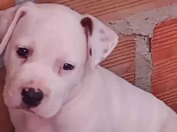 Cachorro ra a Pit-Bull idade 7 a 11 meses nome Albino