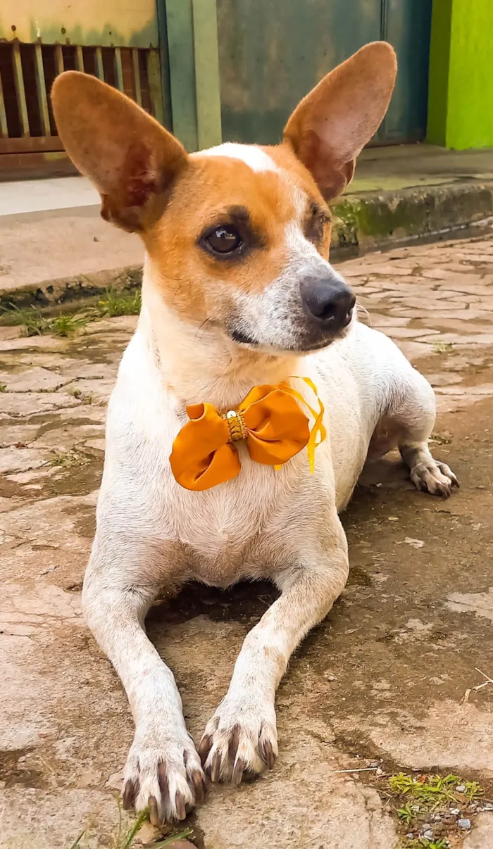 Cachorro ra a SRD-ViraLata idade 3 anos nome Safira 