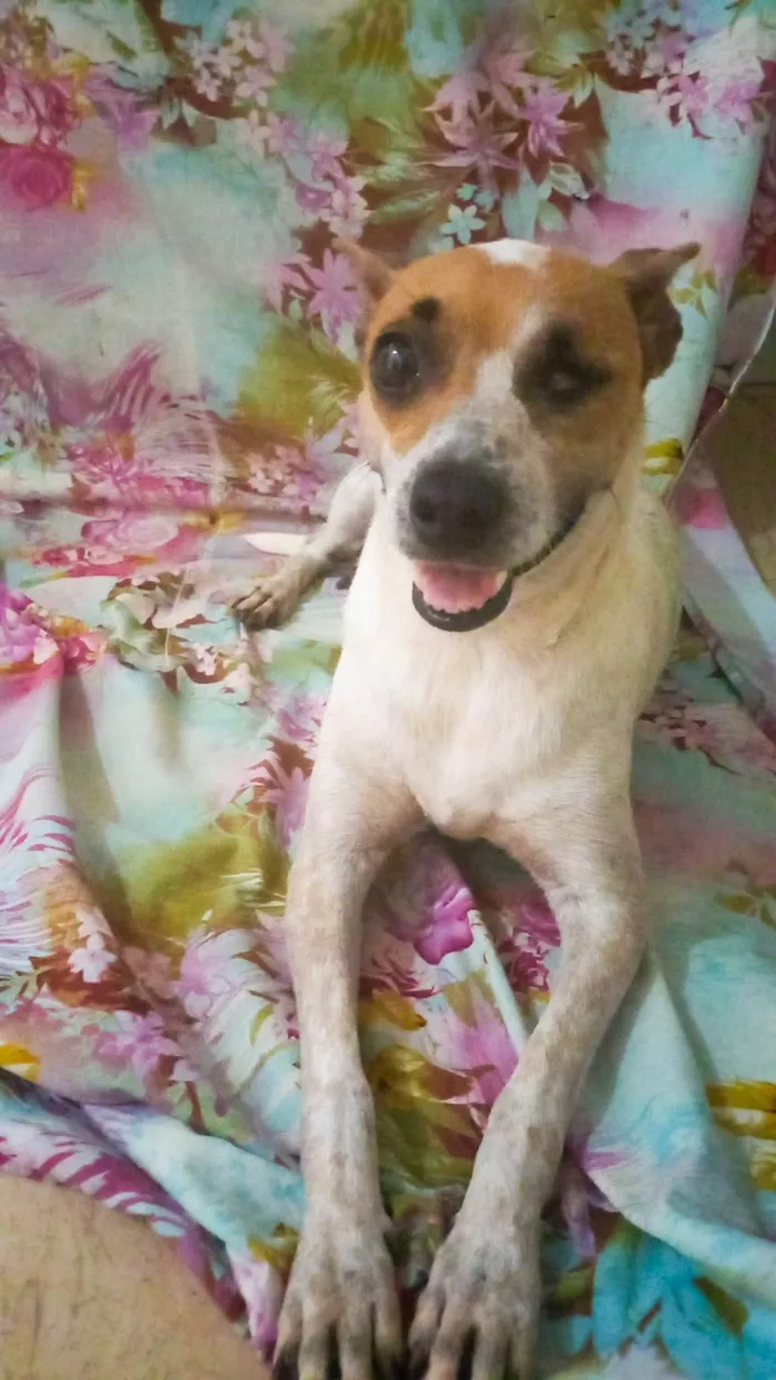 Cachorro ra a SRD-ViraLata idade 3 anos nome Safira 