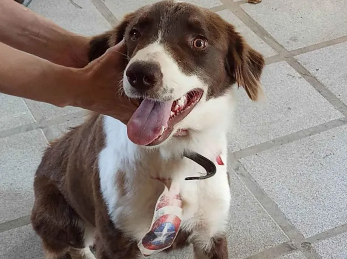 Cachorro ra a Border Collie  idade 1 ano nome Toddy