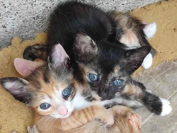 Gato ra a  idade 2 a 6 meses nome Ainda não tem nome 