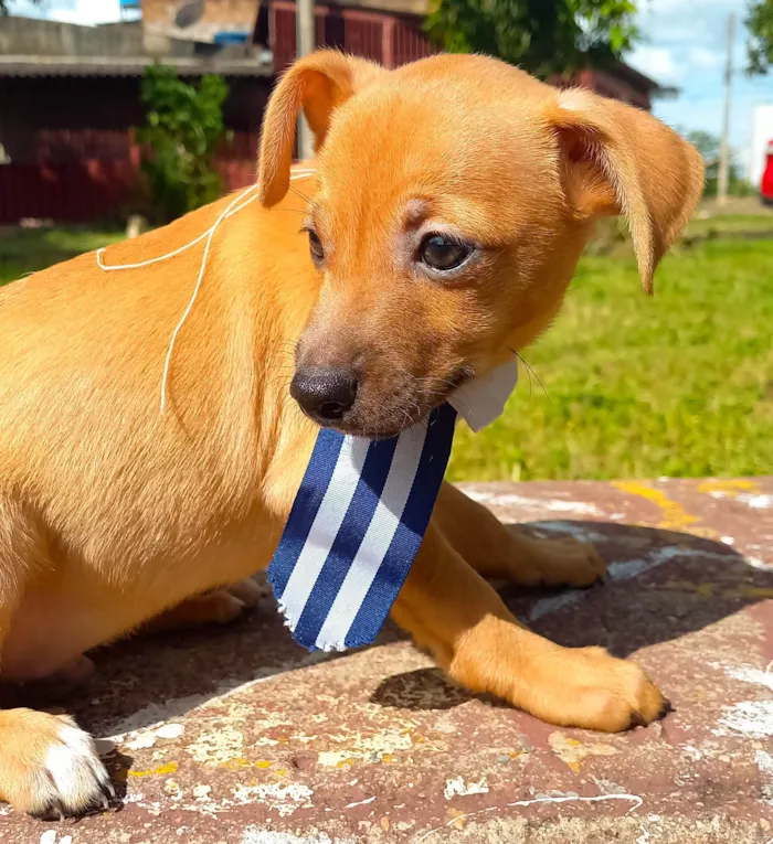Cachorro ra a SRD-ViraLata idade 2 a 6 meses nome Sem nome