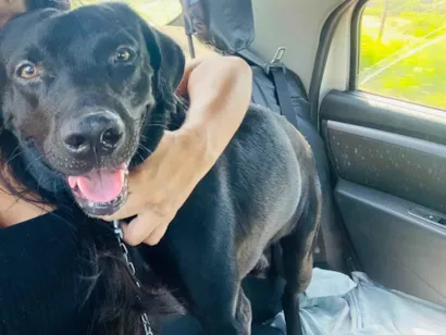 Cachorro raça Labrador idade 2 anos nome Thor