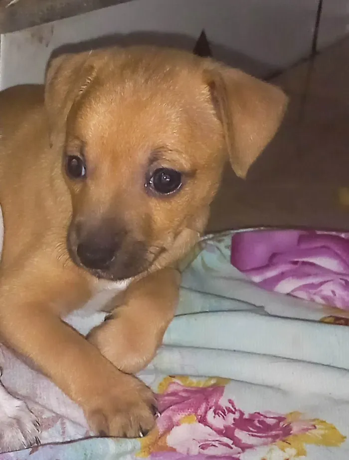 Cachorro ra a SRD-ViraLata idade 2 a 6 meses nome Sem nome