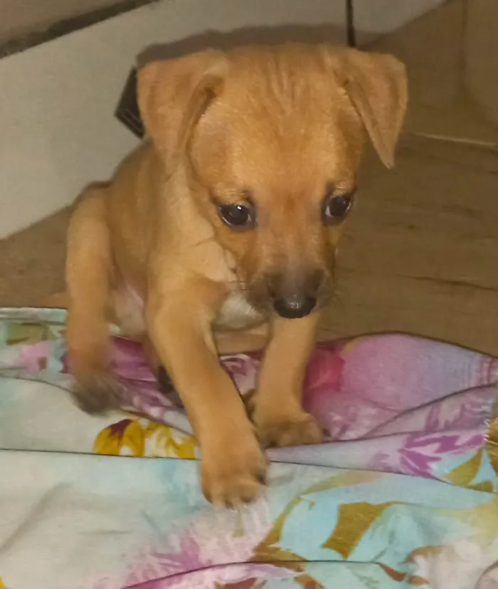 Cachorro ra a SRD-ViraLata idade 2 a 6 meses nome Sem nome