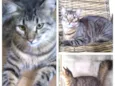 Mestico de Bengal p/ adoção. Castrado. ADOTADOOOOOO 