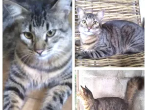 Gato raça SRD-ViraLata idade 2 a 6 meses nome Mestico de Bengal p/ adoção. Castrado. ADOTADOOOOOO 