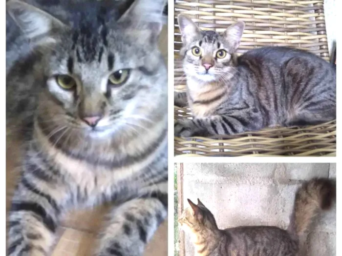 Gato ra a SRD-ViraLata idade 2 a 6 meses nome Mestico de Bengal p/ adoção. Castrado. ADOTADOOOOOO 