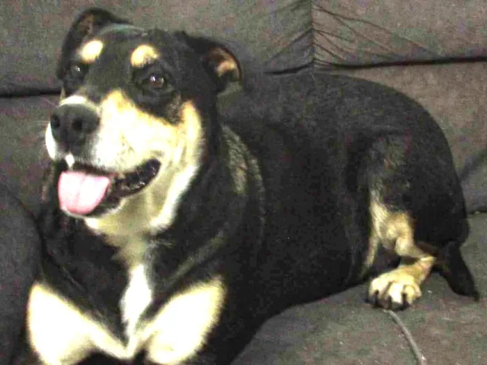 Cachorro ra a SRD-ViraLata idade 2 anos nome Charlotte