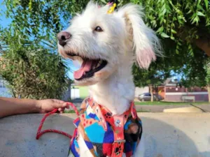 Cachorro raça Mestiça/SRD idade 2 anos nome XUXA 