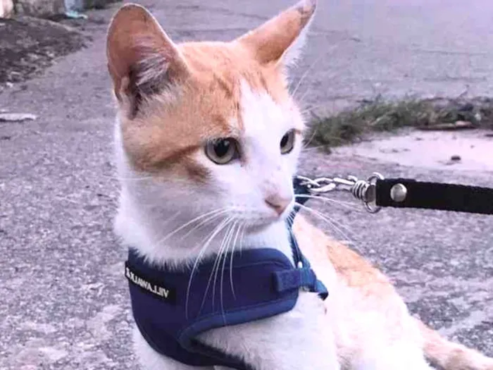 Gato ra a SRD-ViraLata idade 1 ano nome O sol
