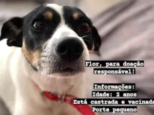 Cachorro raça SRD-ViraLata idade 2 anos nome Flor